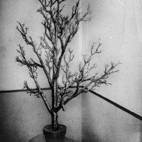Sotto gli alberi di gelso  / Under the mulberry trees 
