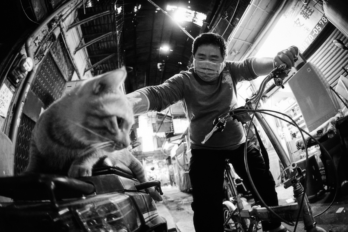 Streets and Animals