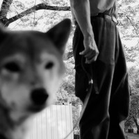 Streets and Animals