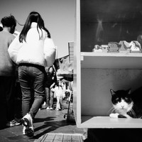 Streets and Animals