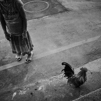Streets and Animals