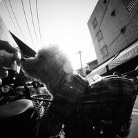 Streets and Animals