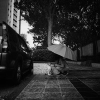 Streets and Animals