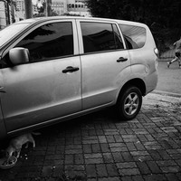 Streets and Animals