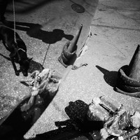 Streets and Animals