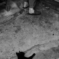 Streets and Animals