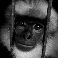 Monkey in the Cage