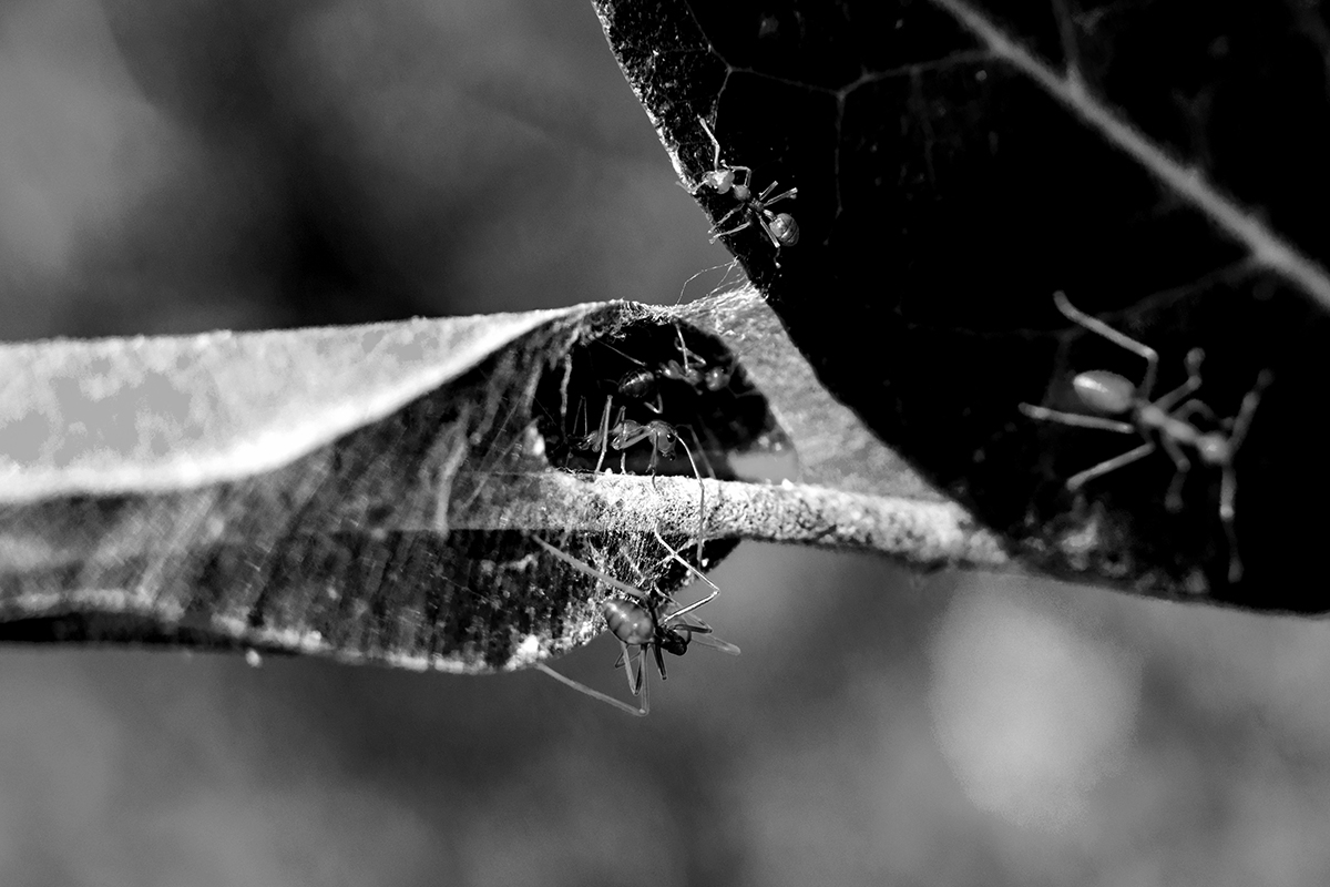 Weaver Ants