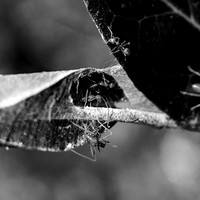 Weaver Ants