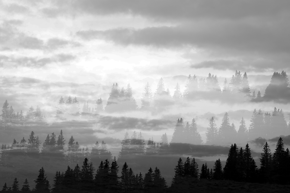 In my Dreams