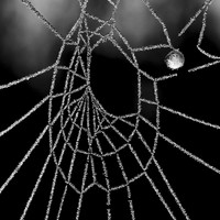 Diamonds and Pearls