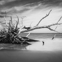 Uprooted