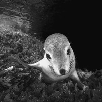 Sea Puppy Gaze