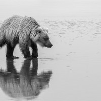 Bearing Witness 