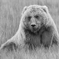 Bearing Witness 