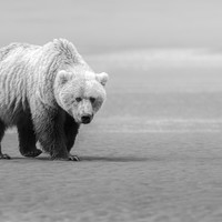 Bearing Witness 
