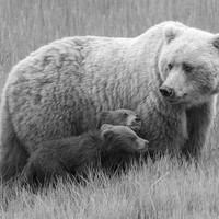 Bearing Witness 