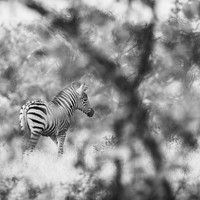 Born Black and White