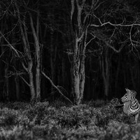 Born Black and White