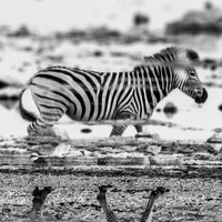 Born Black and White