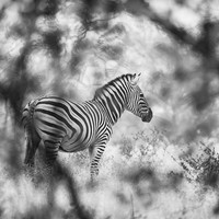 Born Black and White