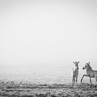Born Black and White