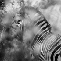 Born Black and White