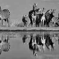 Born Black and White