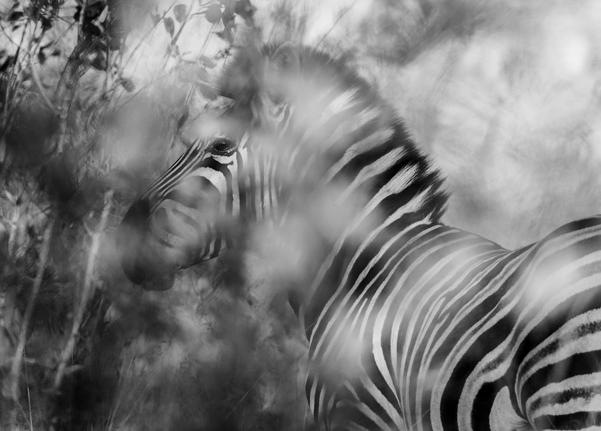 Born Black and White