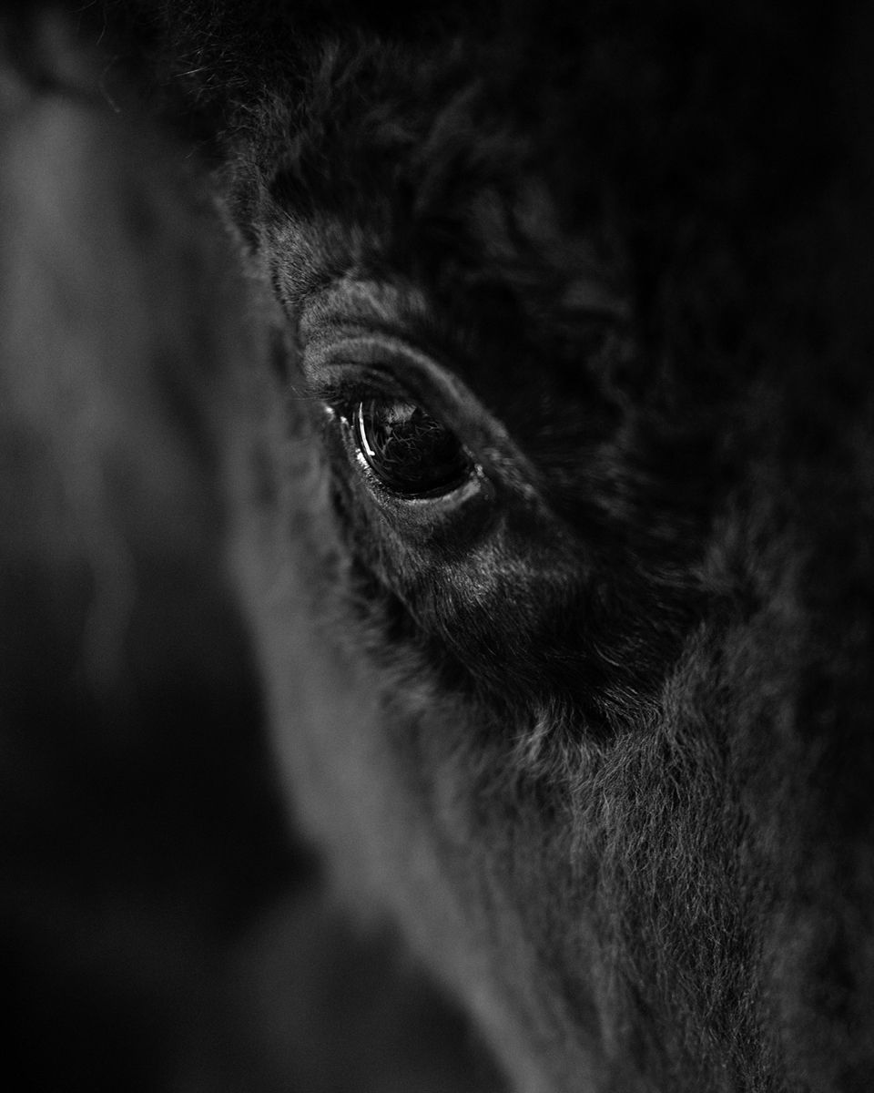 The American Bison