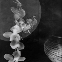 Herbier imaginaire