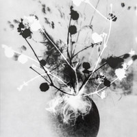 Herbier imaginaire
