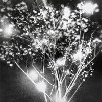 Herbier imaginaire