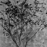 Herbier imaginaire