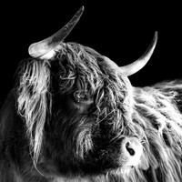 Highland Cattles