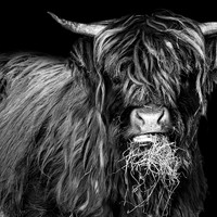 Highland Cattles