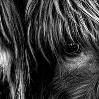 Highland Cattles