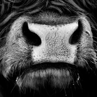 Highland Cattles
