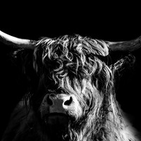Highland Cattles