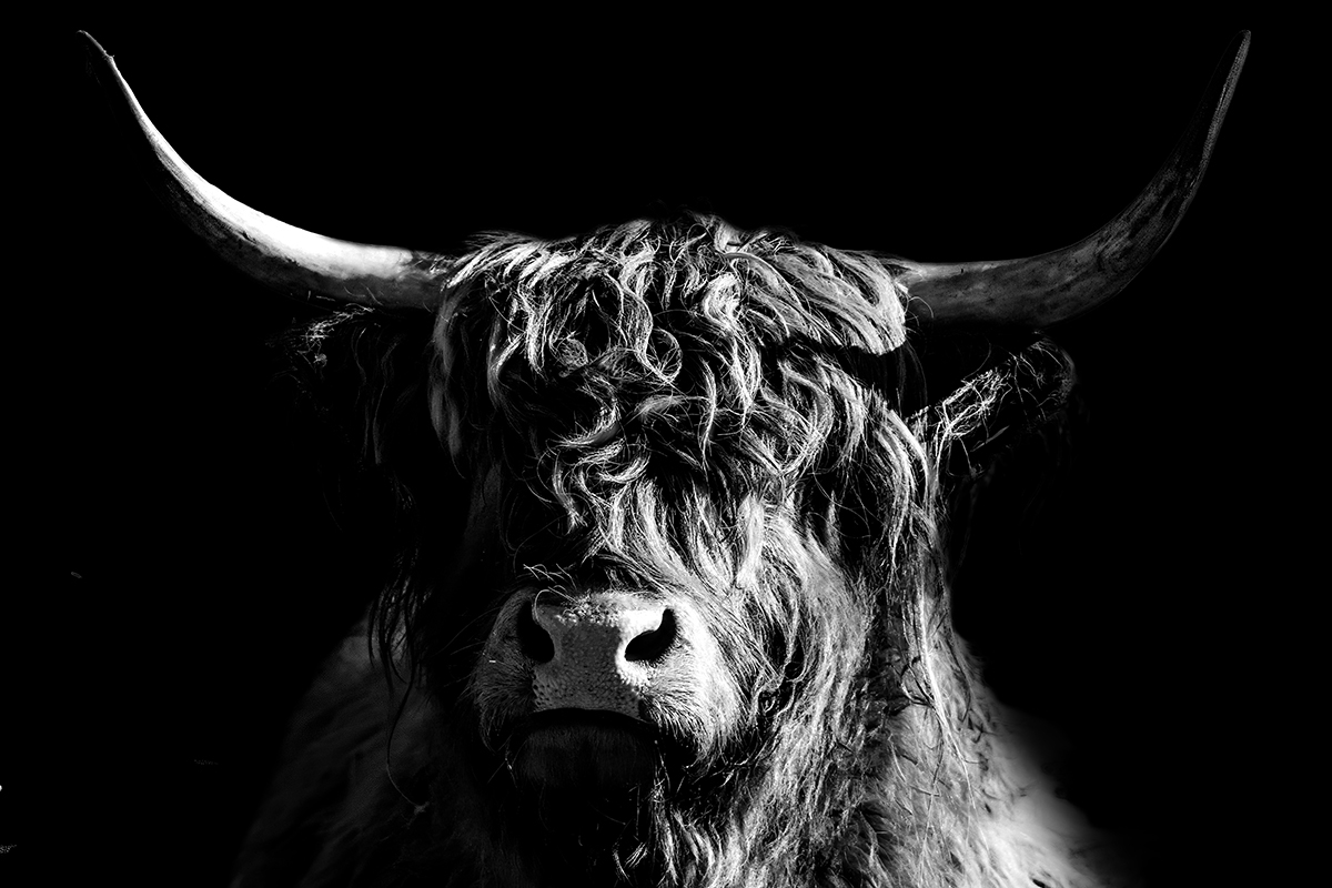 Highland Cattles