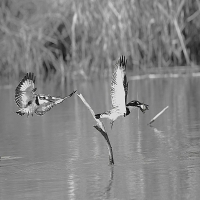 Pied Kingfishers
