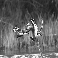 Pied Kingfishers