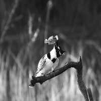 Pied Kingfishers