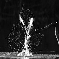 Pied Kingfishers
