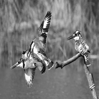 Pied Kingfishers