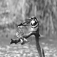 Pied Kingfishers