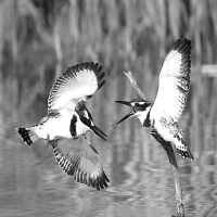Pied Kingfishers
