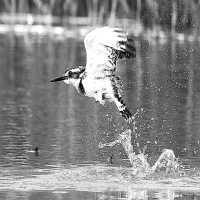 Pied Kingfishers