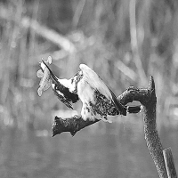 Pied Kingfishers