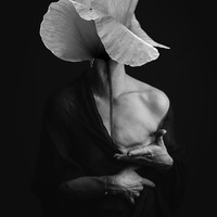 Le silence du coquelicot